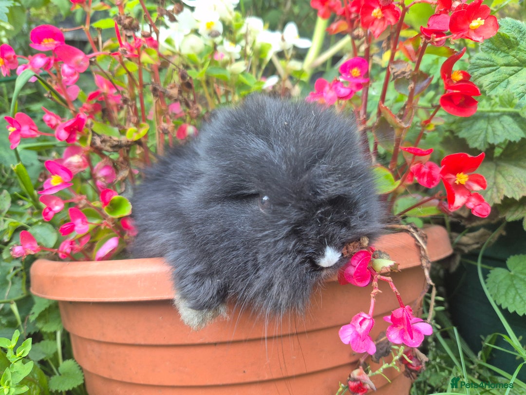 Angora rabbits for sale: The cutest black beauties 🖤 - Image 9