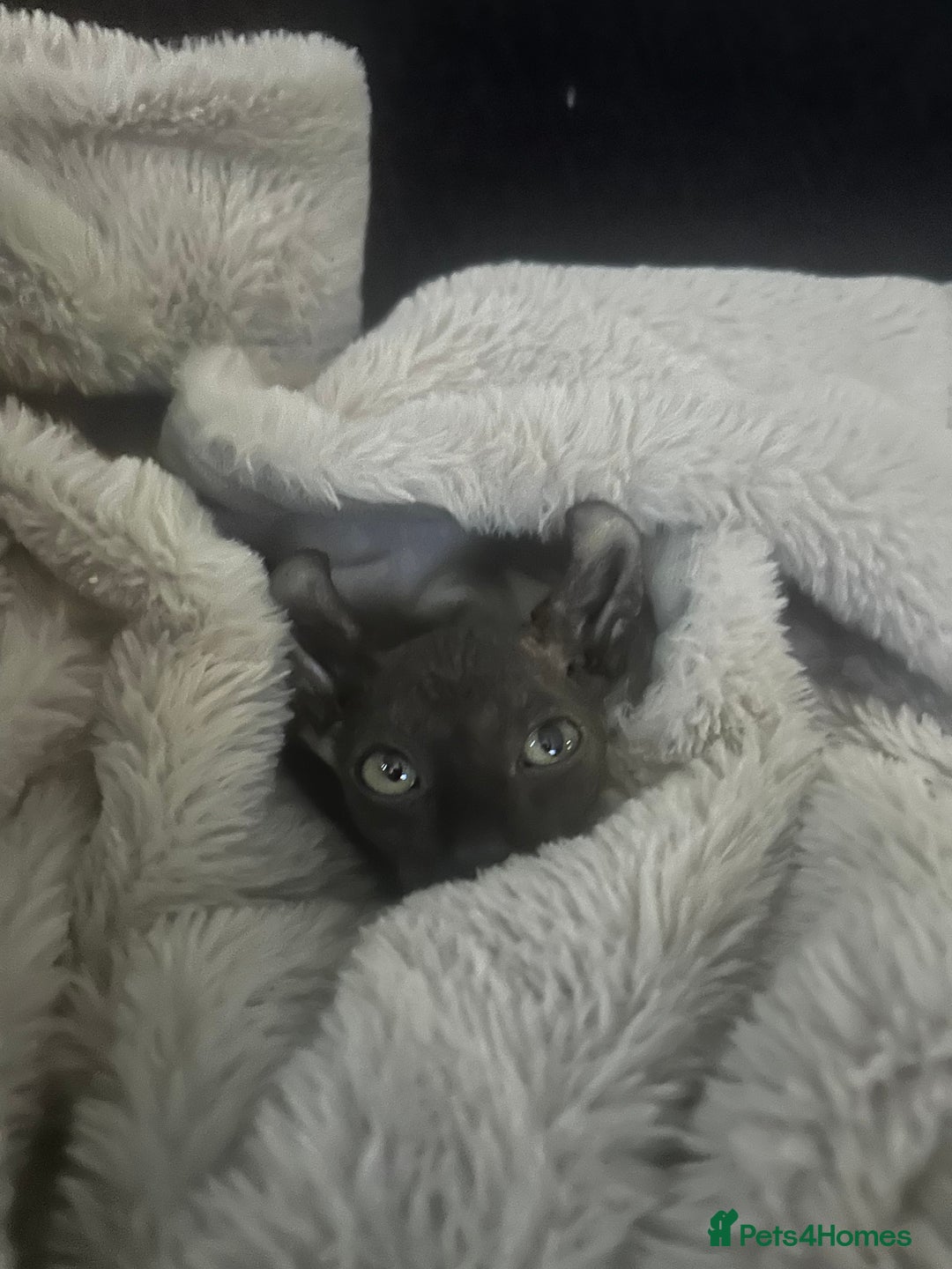 Sphynx cats for sale: 13 month old male elf sphynx  - Advert 6