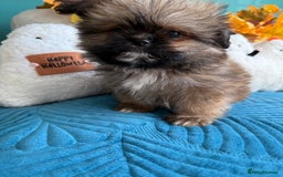 Mixed Breed dogs for sale: RARE TINY Outstanding Pomeranian cross puppies  - Image 11