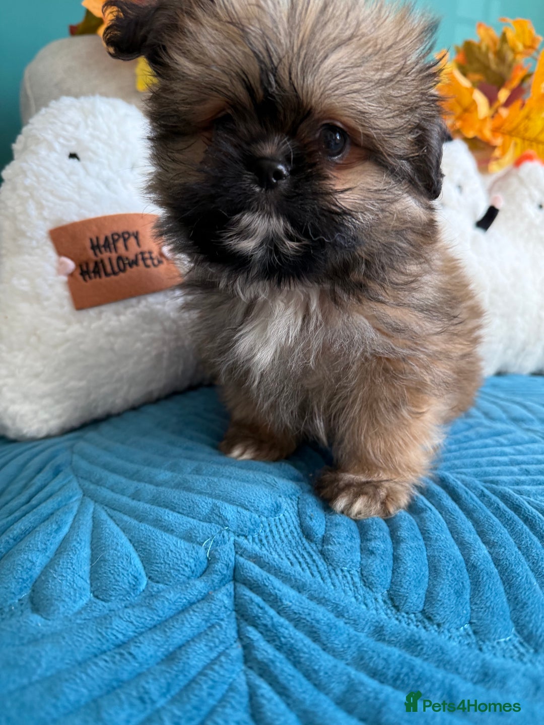 Mixed Breed dogs for sale: RARE TINY Outstanding Pomeranian cross puppies  - Image 11