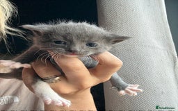Mixed Breed cats for sale: Kittens  - Image 3