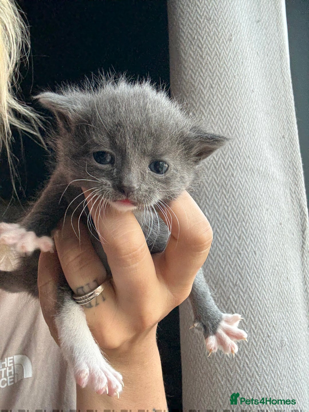 Mixed Breed cats for sale: Kittens  - Image 3