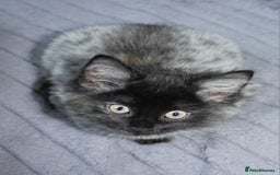 Norwegian Forest Cat cats for sale: Smoke Tortie Female, Possible Norwegian Forest - Advert 9