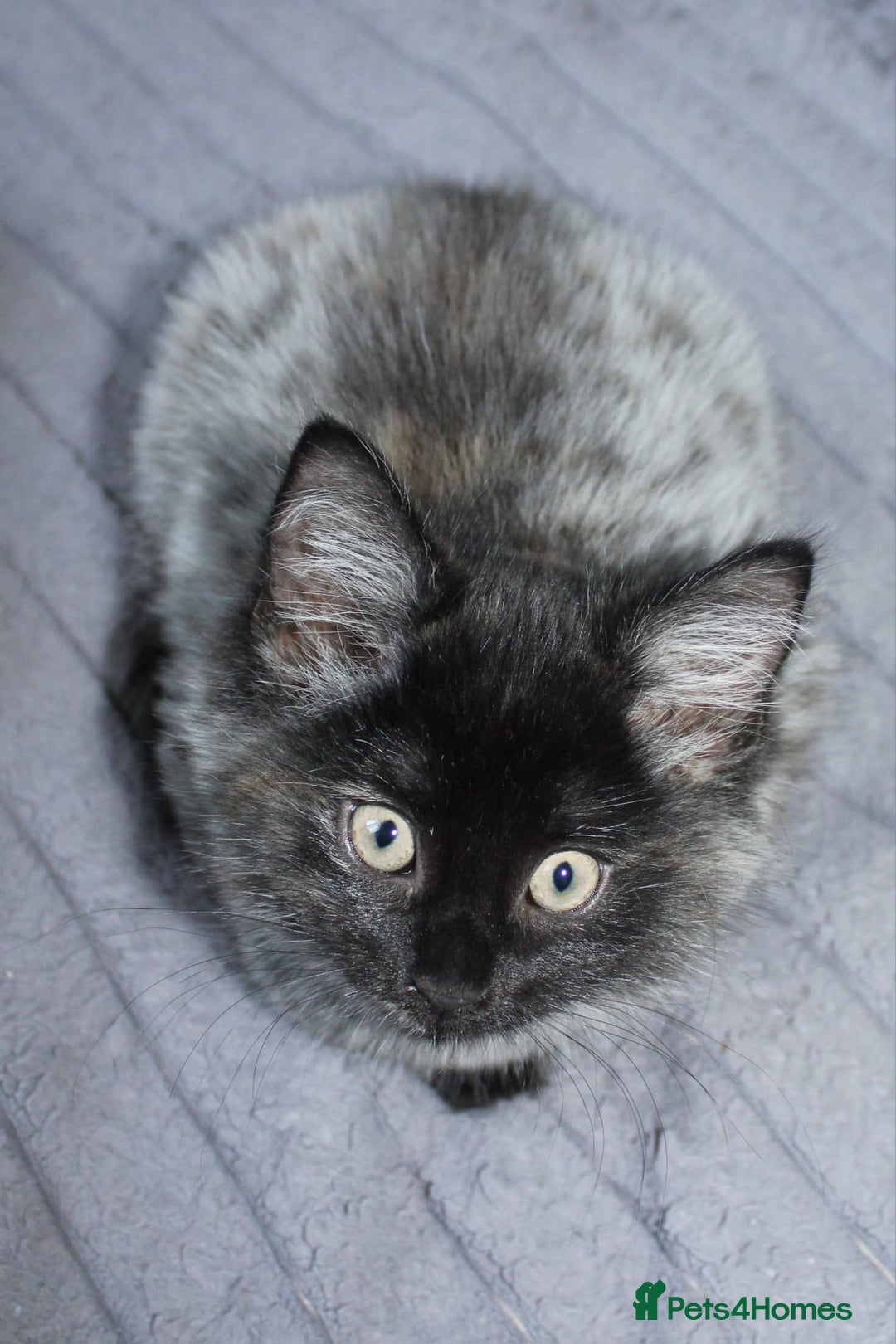 Norwegian Forest Cat cats for sale: Smoke Tortie Female, Possible Norwegian Forest - Advert 9