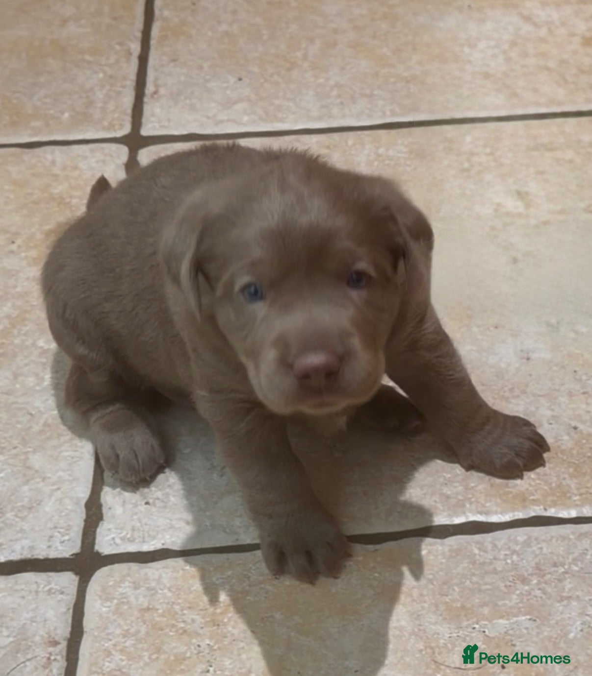 Labrador Retriever dogs Stunning KC Pedigree Silver Labrador Puppies - Advert 18
