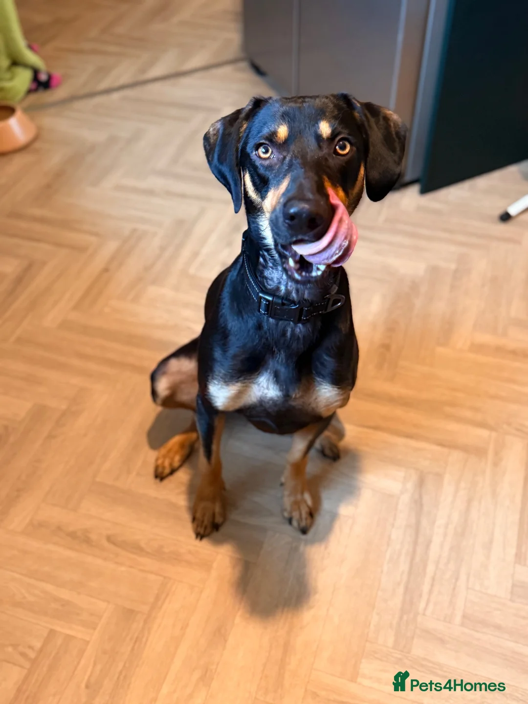 Mixed Breed dogs for sale: ARLO – A HANDSOME  SMART BOY WITH  ENDLESS CUDDLES - Advert 2