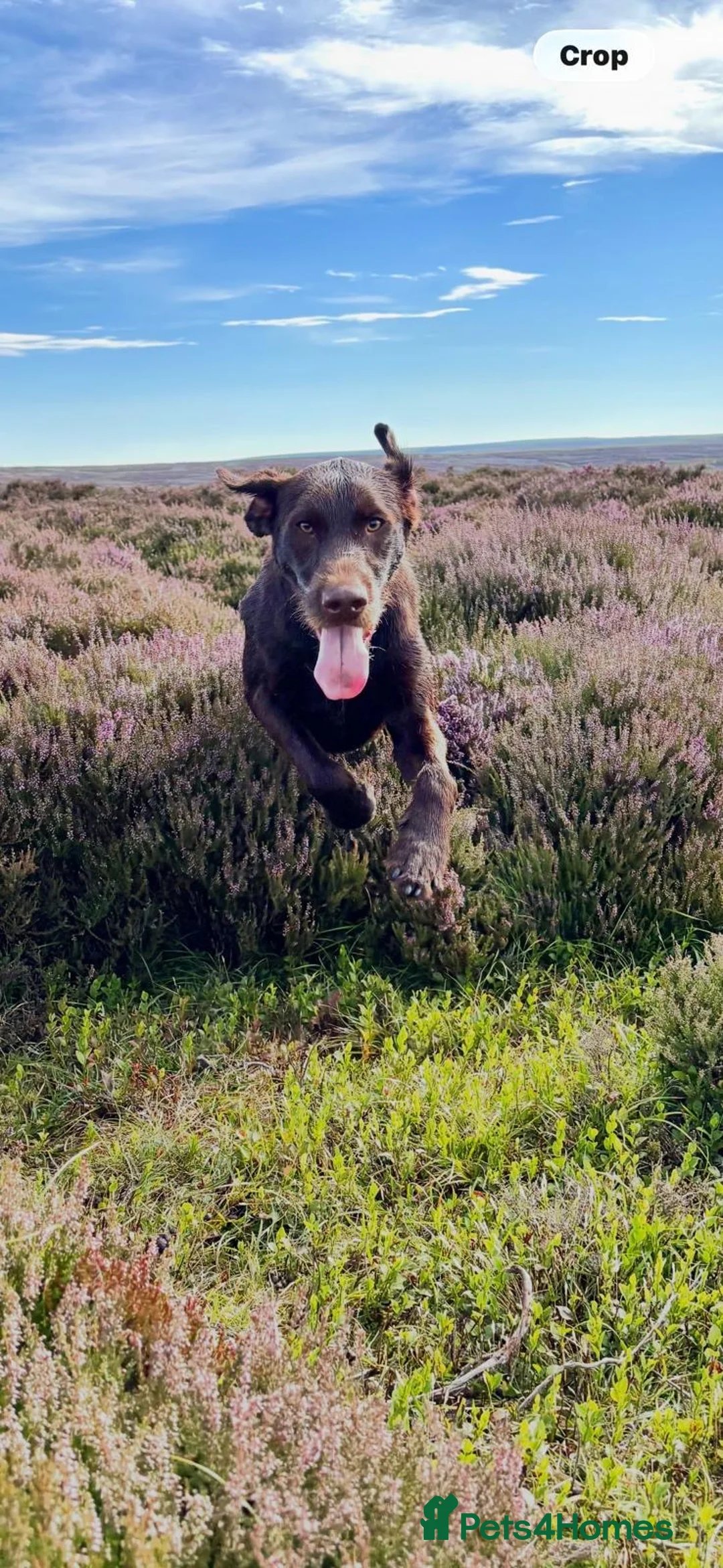 Mixed Breed dogs for sale: German wirehaired pointer x Labrador  - Advert 4