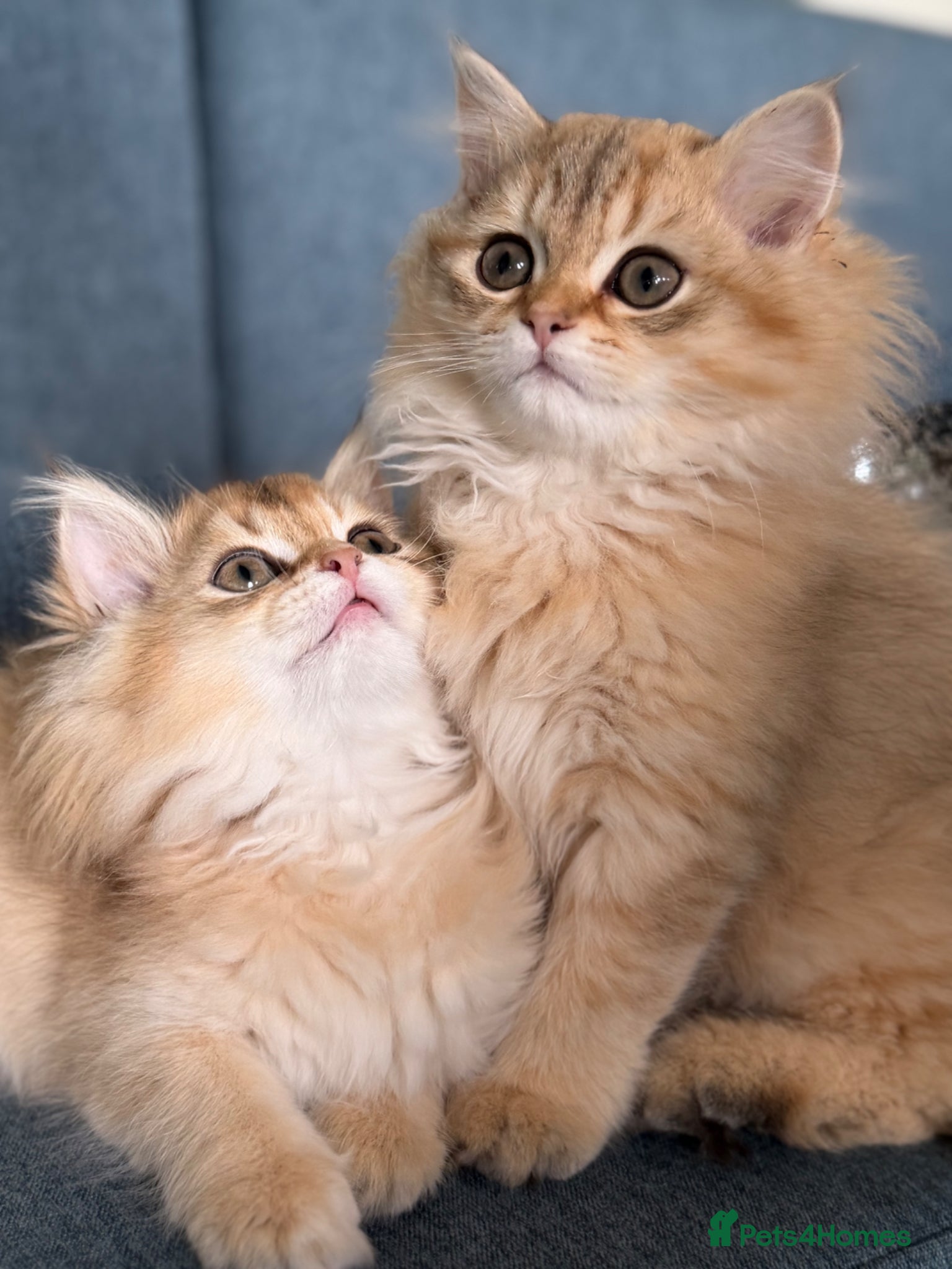 British Longhair cats British Longhair golden kittens TICA - Advert 2