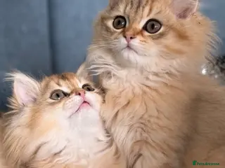 British Longhair cats British Longhair golden kittens TICA - Advert 2
