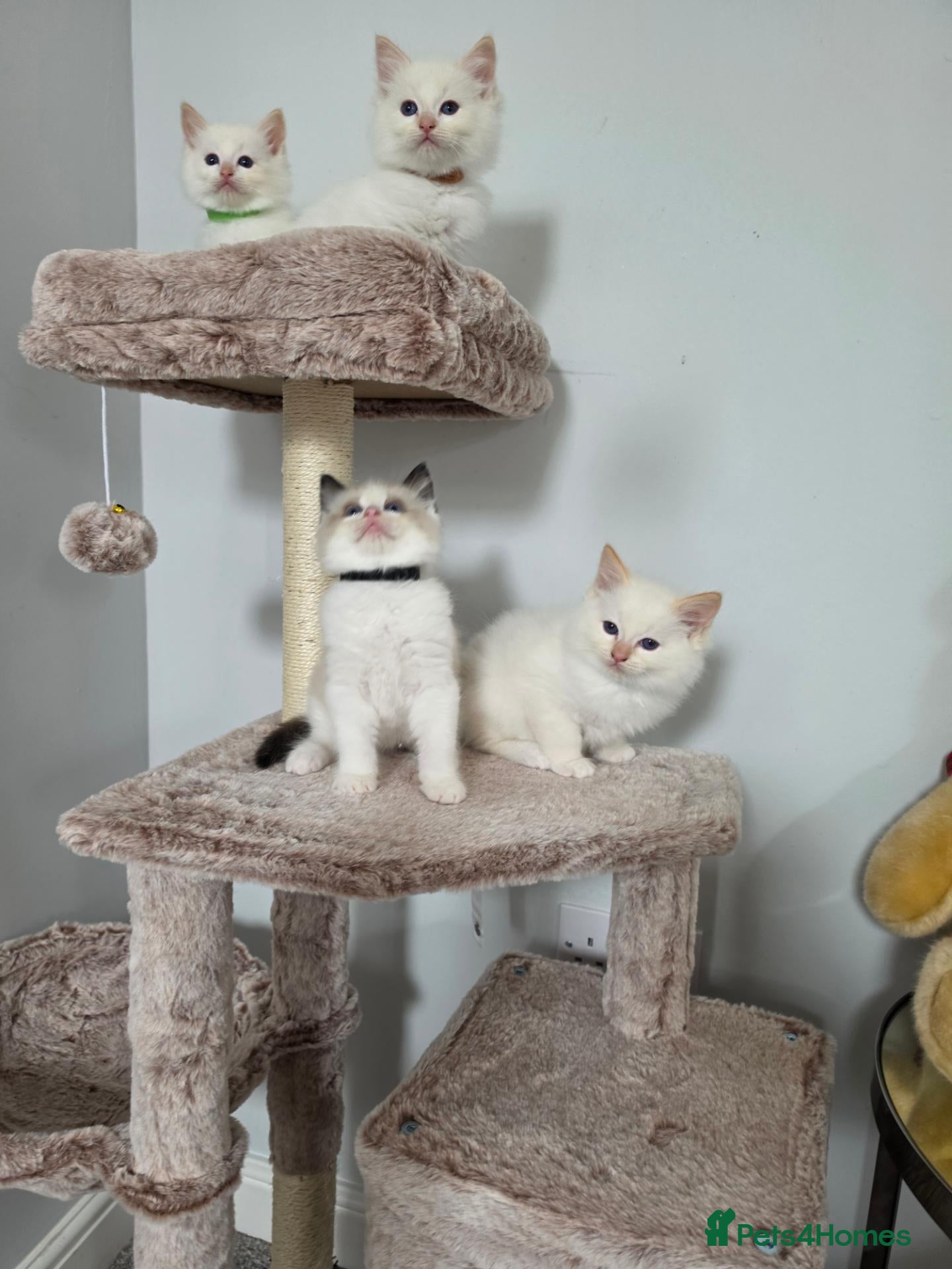 Ragdoll cats GCCF registered Ragdoll kittens  - Advert 2