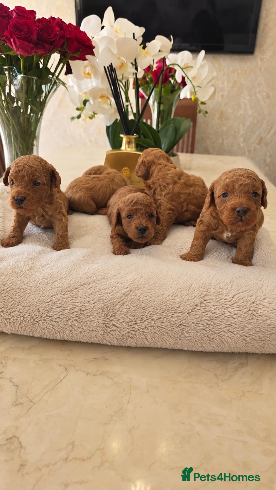 Cockapoo dogs Beautiful red toy cockapoo puppies  - Advert 2