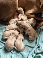 Weimaraner dogs Stunning litter of Silver Weimaraner Puppies. - Advert 2