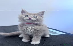 Maine Coon cats for sale: Final kitten left 🧡💛🧡💛 - Image 1