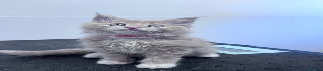Maine Coon ORANGE
