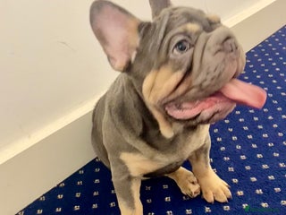 French Bulldog dogs Lovely 1 French Bulldog Girl 🐶 & 2 Boys 🐶❤️ - Advert 14