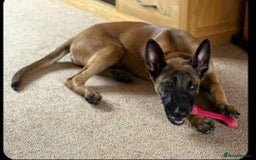 Belgian Shepherd Dog dogs for adoption: Clio is looking for her forever home  - Image 1
