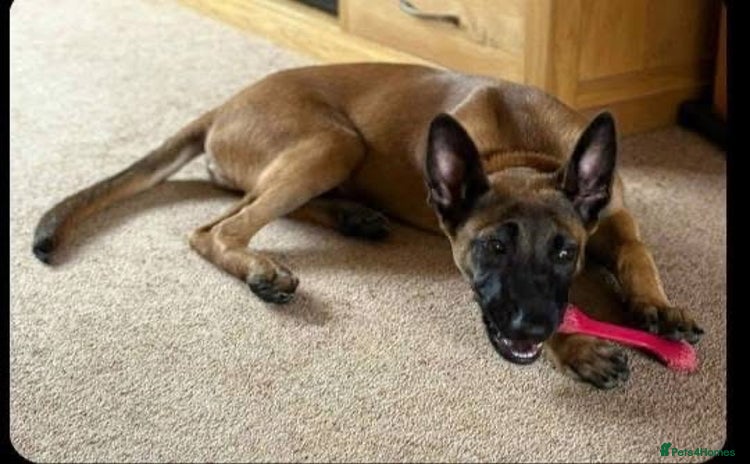 Belgian Shepherd Dog dogs - Advert 2