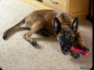 Belgian Shepherd Dog dogs - Advert 16