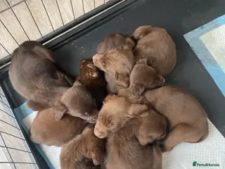 Labrador Retriever dogs BEAUTIFUL BOYS LEFT ONLY READY 9TH MARCH!!! - Advert 1