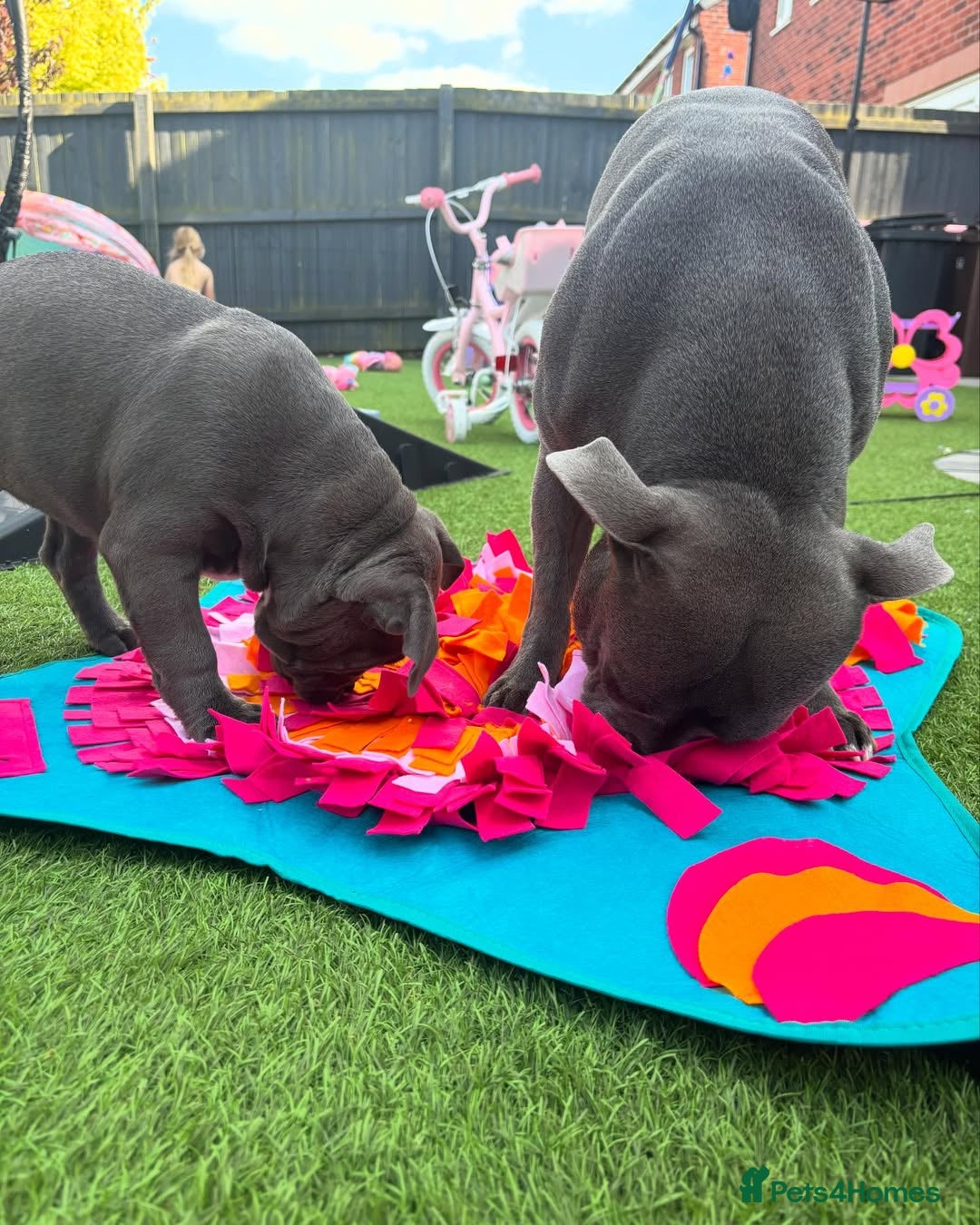 Staffordshire Bull Terrier dogs for sale: 🔥🇬🇧Staffy puppies  - Image 12