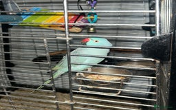 Parakeets birds for sale: Male Indian ring neck parrot - Image 3