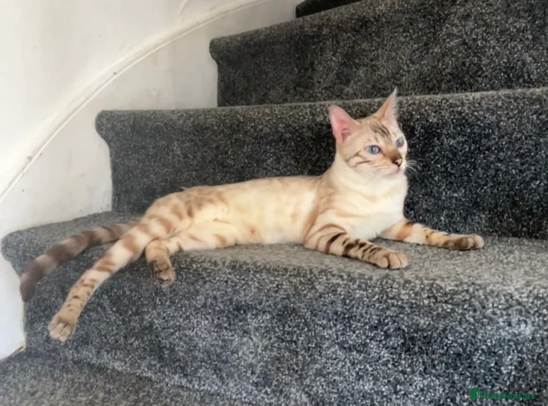 Bengal cats for sale: Bengal Queen Ready Now Born 11-3-24❤️ in Luton - Advert 2