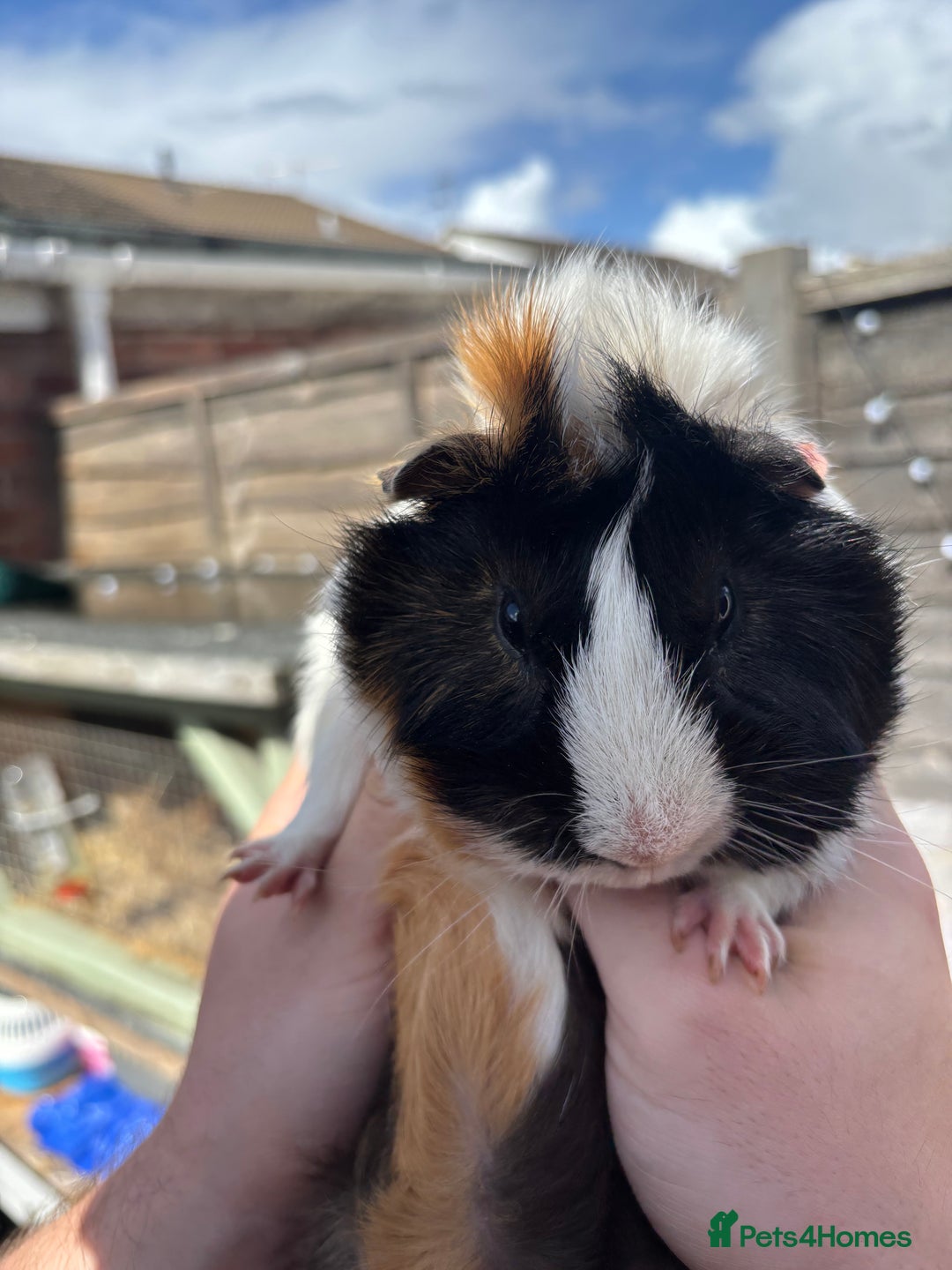 Guinea Pig rodents for sale: Male guinea pig - Image 2