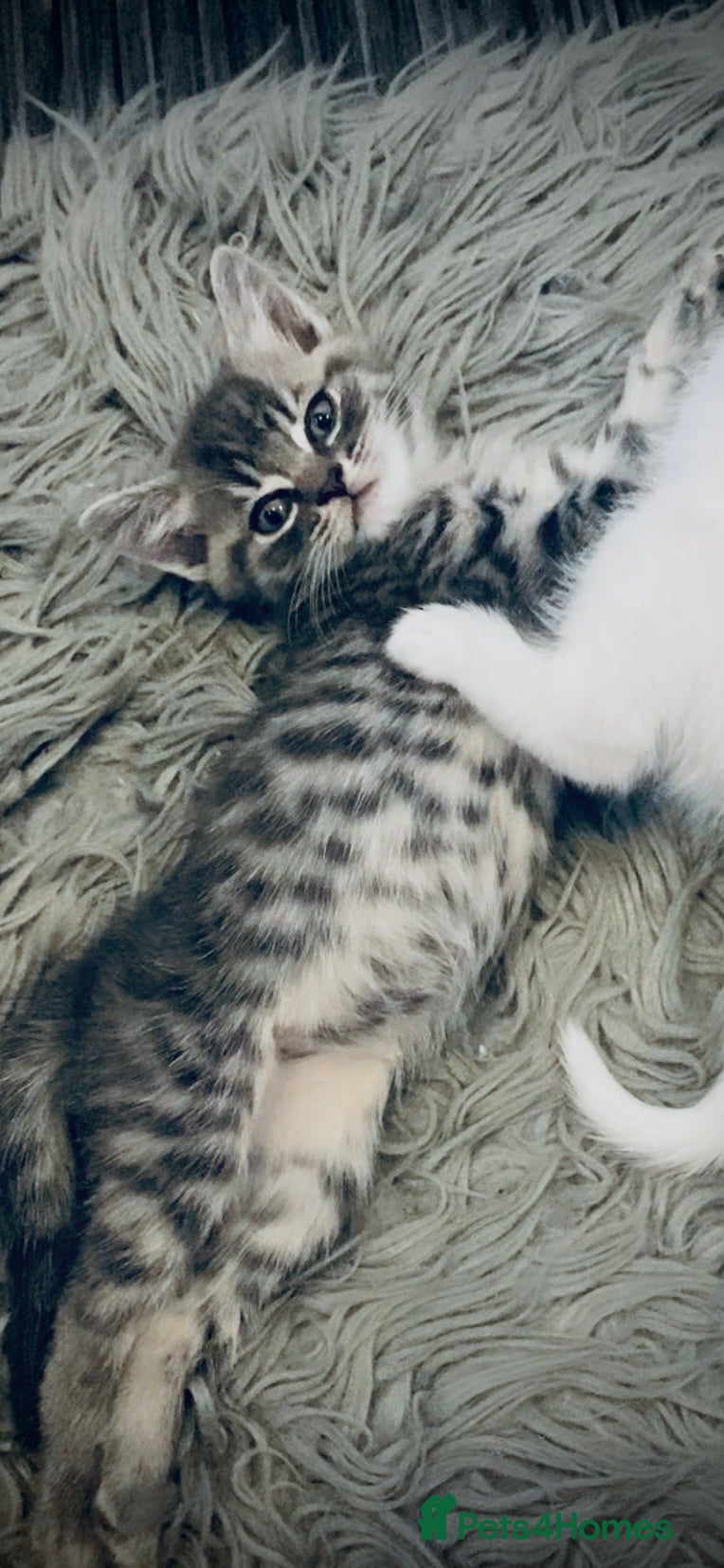 Bengal cats Gorgeous Bengal/khao manee kittens  - Advert 7