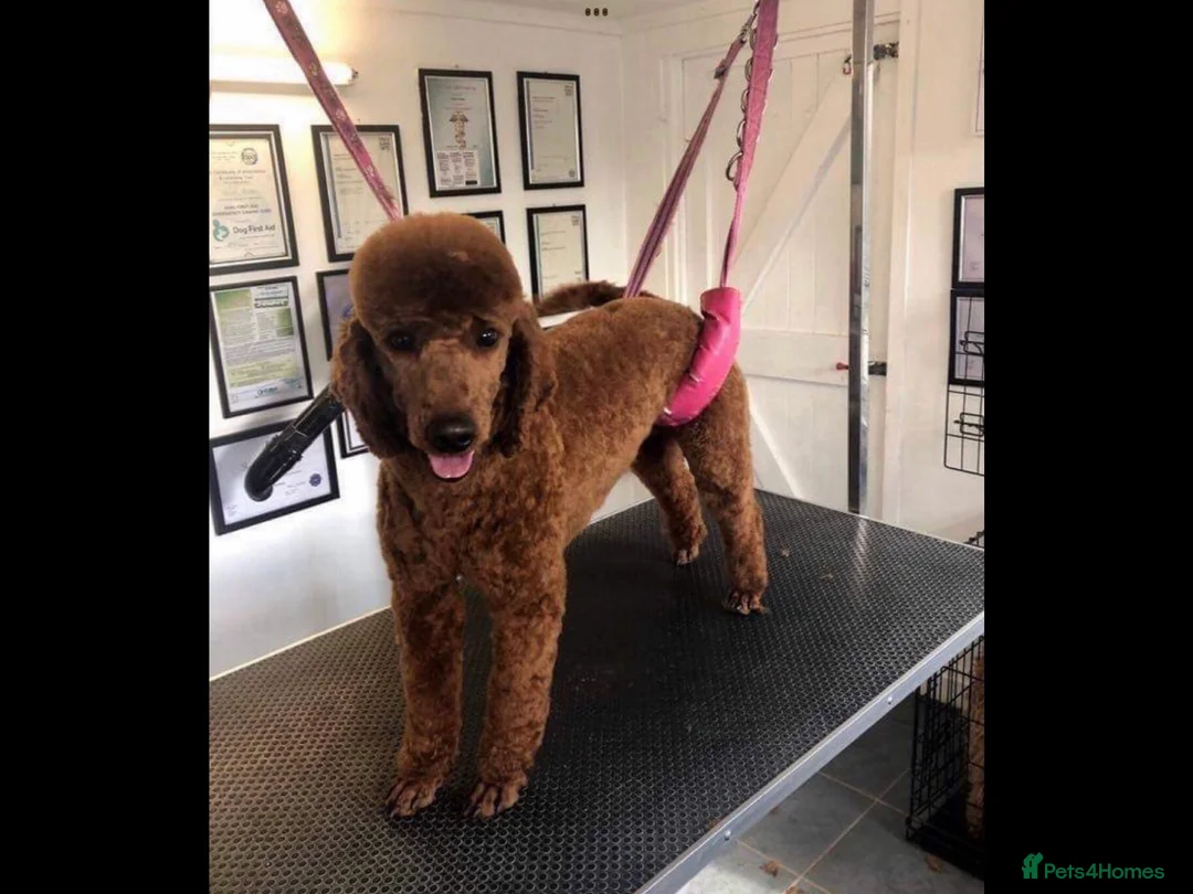 Cockapoo dogs for sale: QUALITY COCKERPOO PUPS .HEALTH TESTED 5 star  - Advert 8