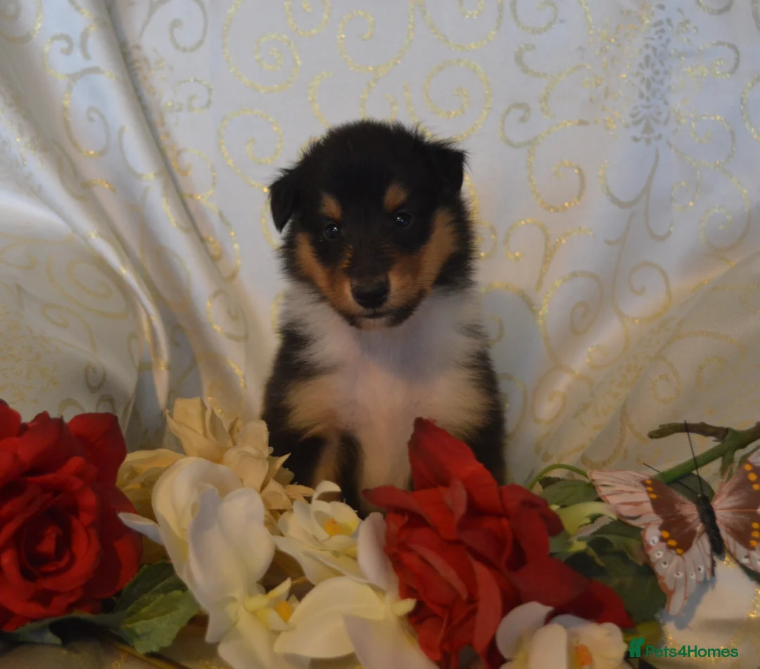 Rough Collie dogs for sale: Tricolour Males DNA clear non carriers 0% related  - Advert 10