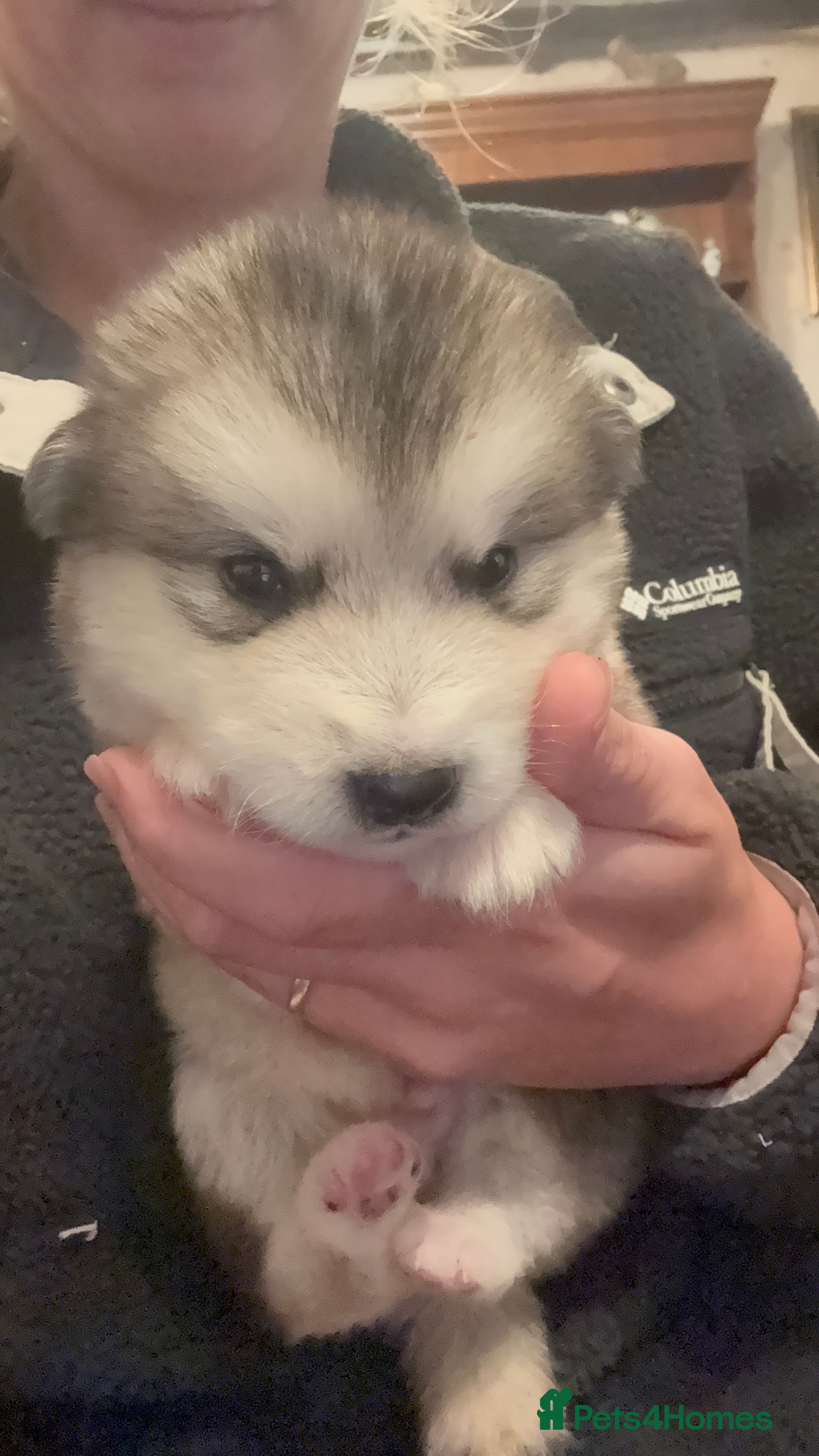 Alaskan Malamute dogs for sale: K.C Registered Quality Alaskan Malamute Puppies - Advert 24