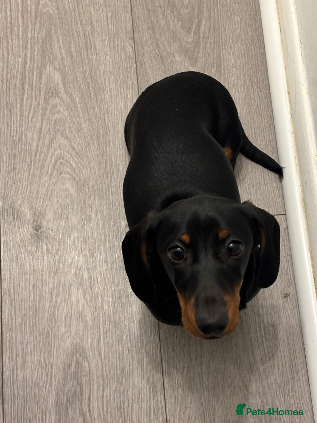 Miniature Dachshund dogs for sale: 6 Month old Miniature Dachshund  - Advert 4