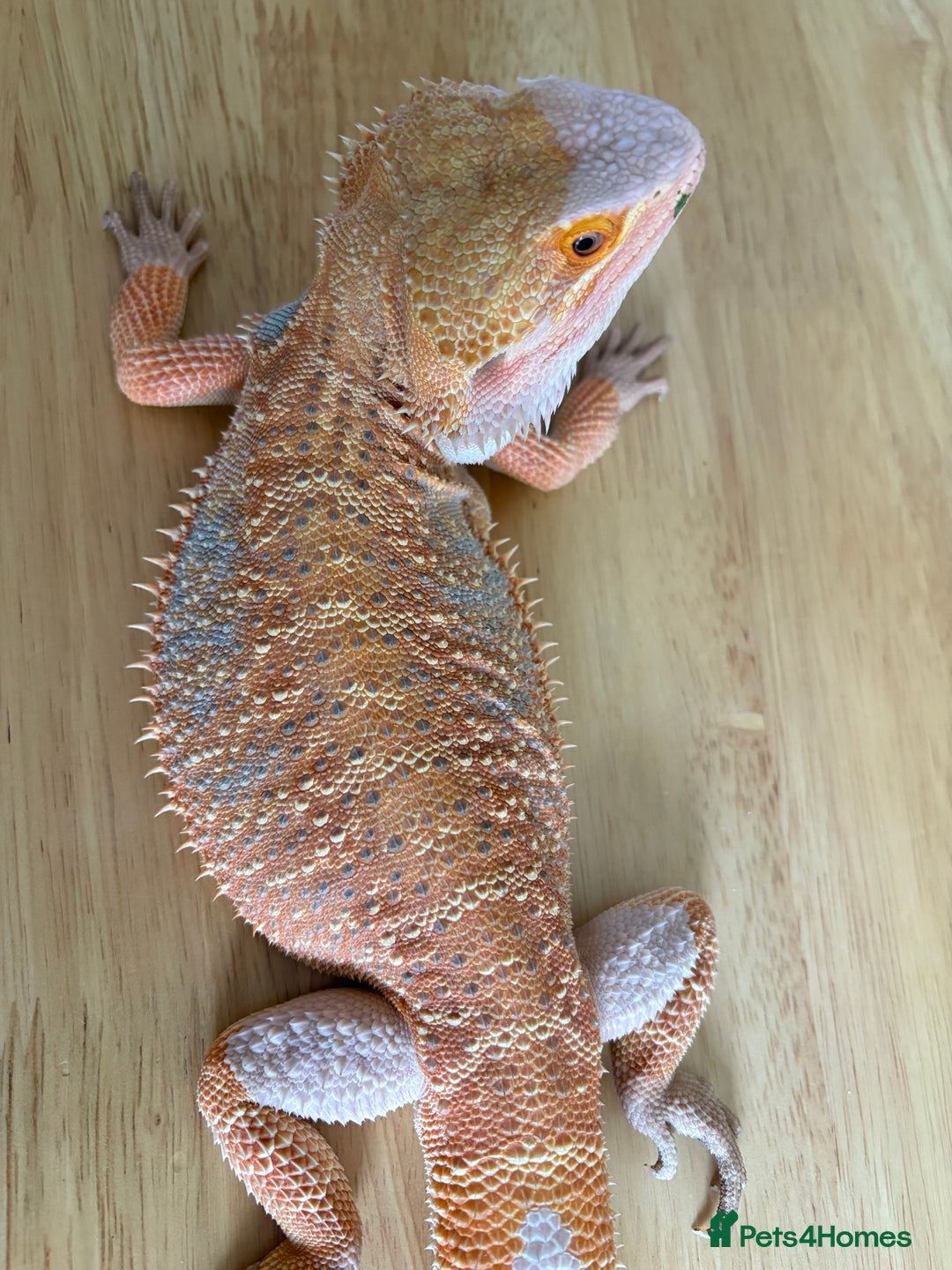 Bearded Dragon reptiles for sale: Breaded dragon (Hypomelanism trait) - Image 6