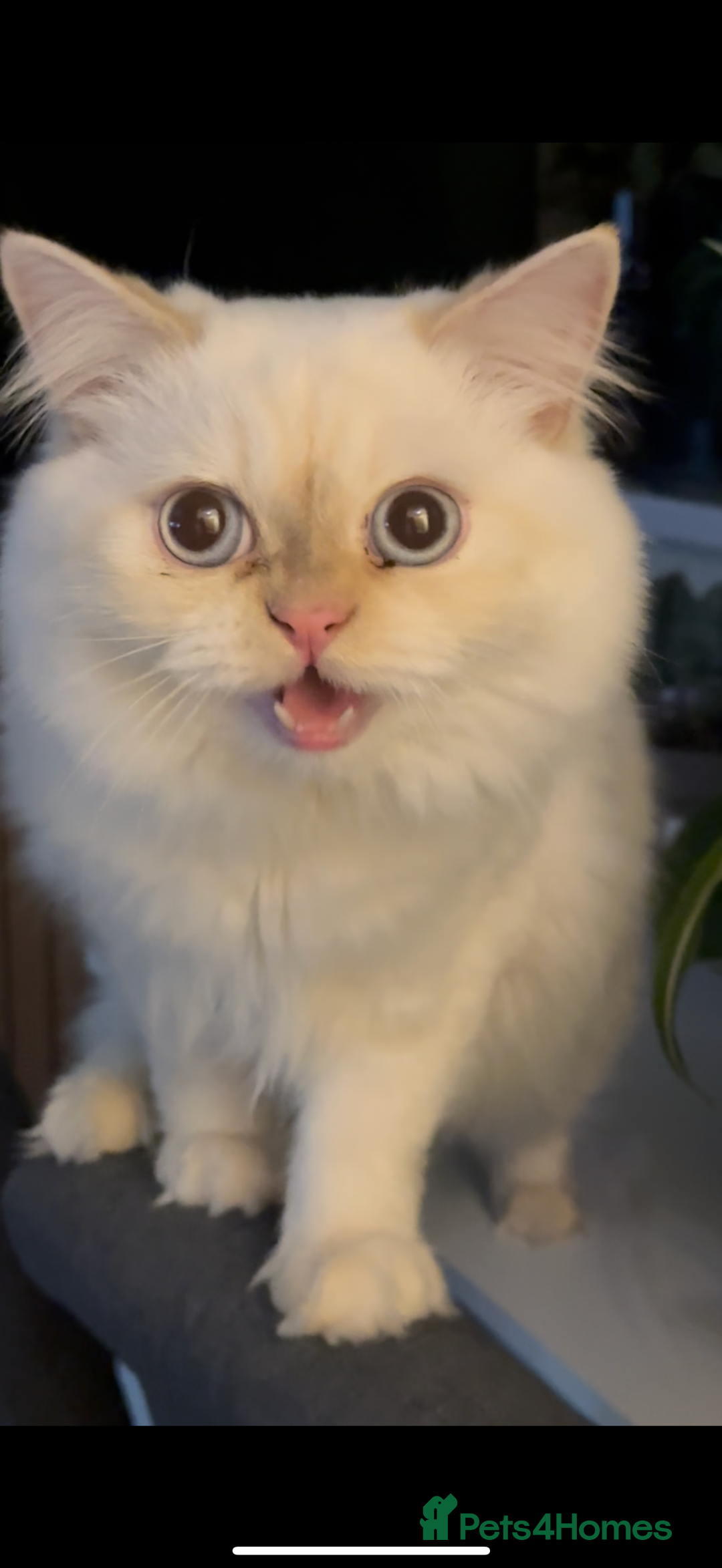 Persian cats for sale: White male Persian kitten  - Image 1