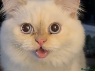 Persian cats - Advert 33