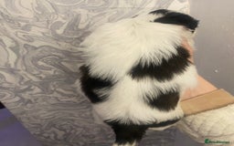 Shih Tzu dogs for sale: Imperial shitzhu pups  born on the 17 of October - Image 11