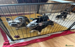 French Bulldog dogs for sale: Beautiful French bulls  - Image 22