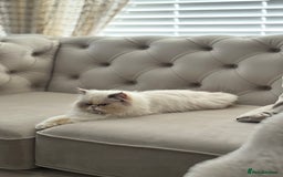 Persian cats for sale: Adorable Persian × Bengal Kittens  - Image 21
