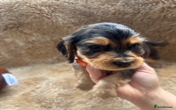 Cocker Spaniel dogs for sale: Cocker spaniel puppies  - Image 20