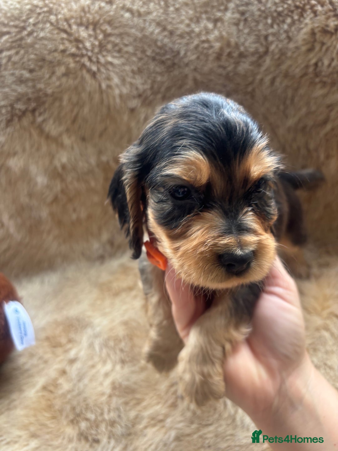 Cocker Spaniel dogs for sale: Cocker spaniel puppies  - Image 20