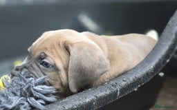 Cane Corso dogs for sale: Excellent Formentino Corso male puppies for sale.  - Image 14