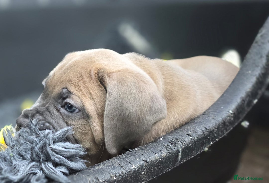Cane Corso dogs for sale: Excellent Formentino Corso male puppies for sale.  - Image 14