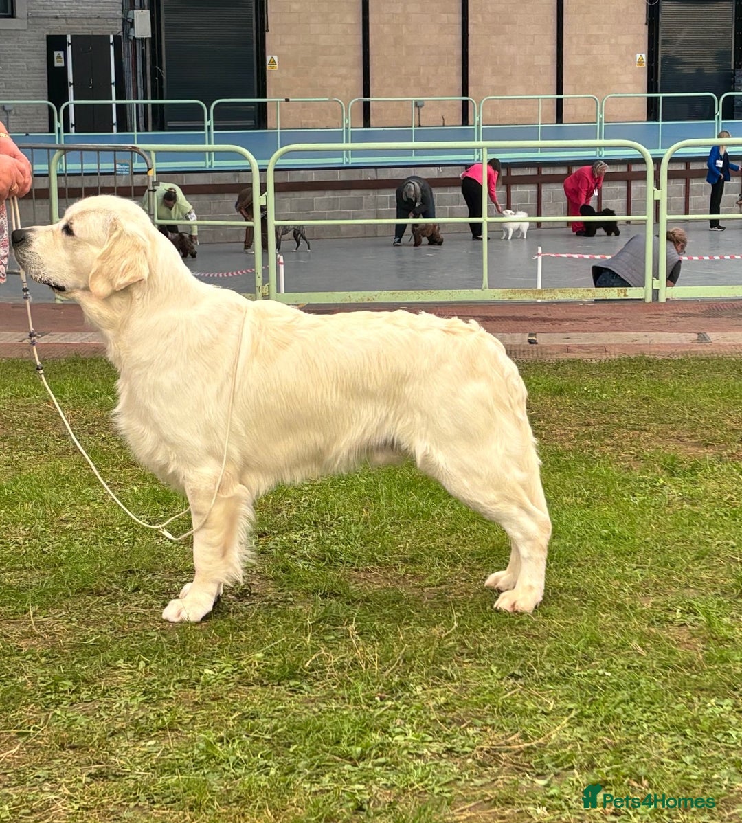 Golden Retriever dogs for stud: At Stud to Approved Bitches - Image 4