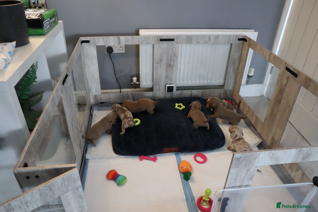 Miniature Dachshund dogs for sale: KC Reg short haired miniature dachshunds - Image 27