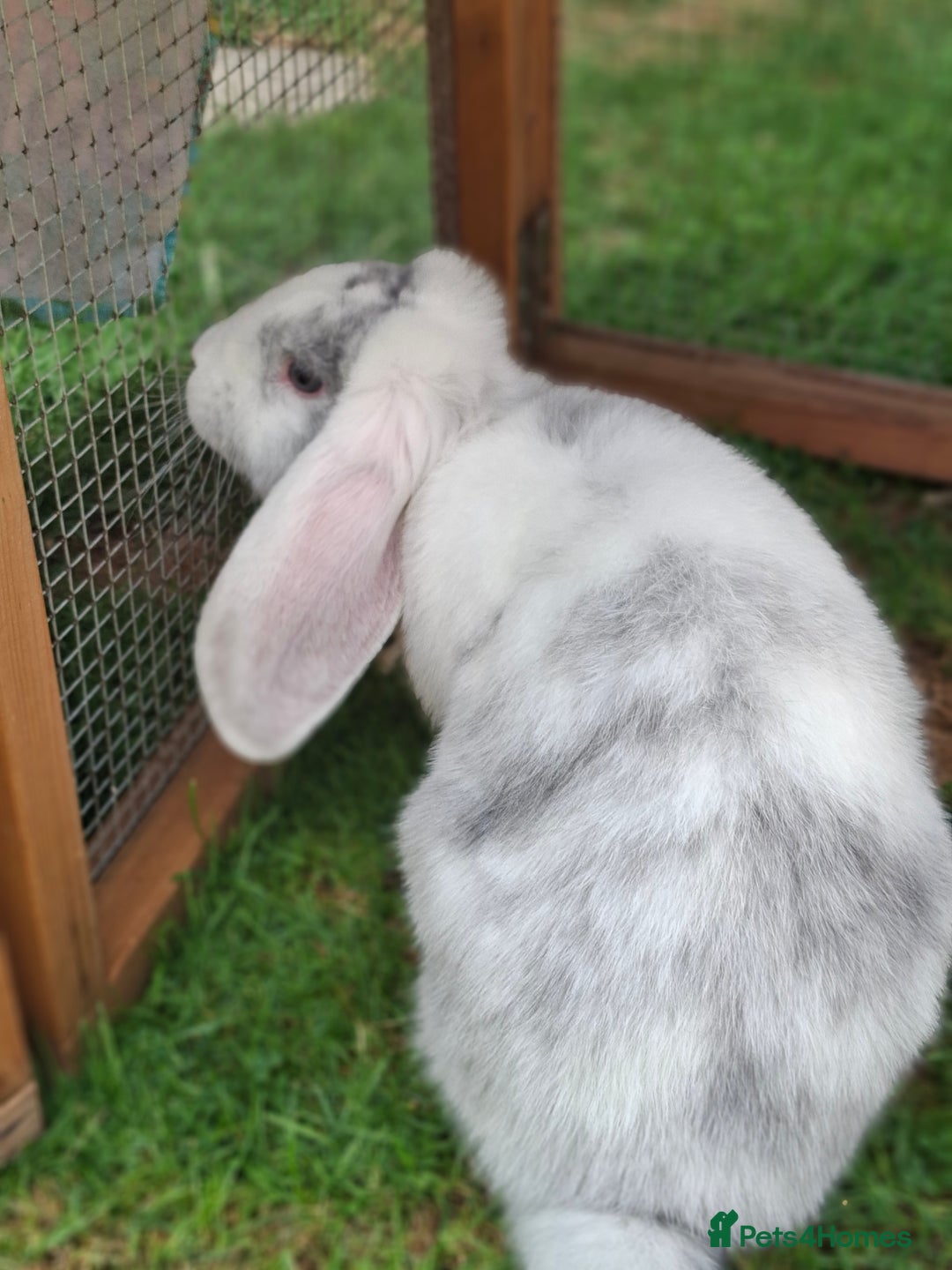 French Lop rabbits for sale: Vaccinated 4mth old doe - Image 4