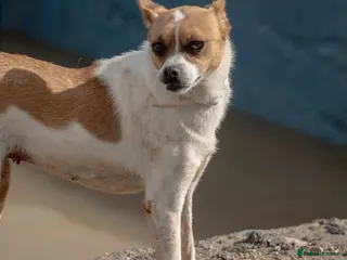 Miniature Pinscher dogs Miniature Pinscher girl looking for a family! - Advert 8