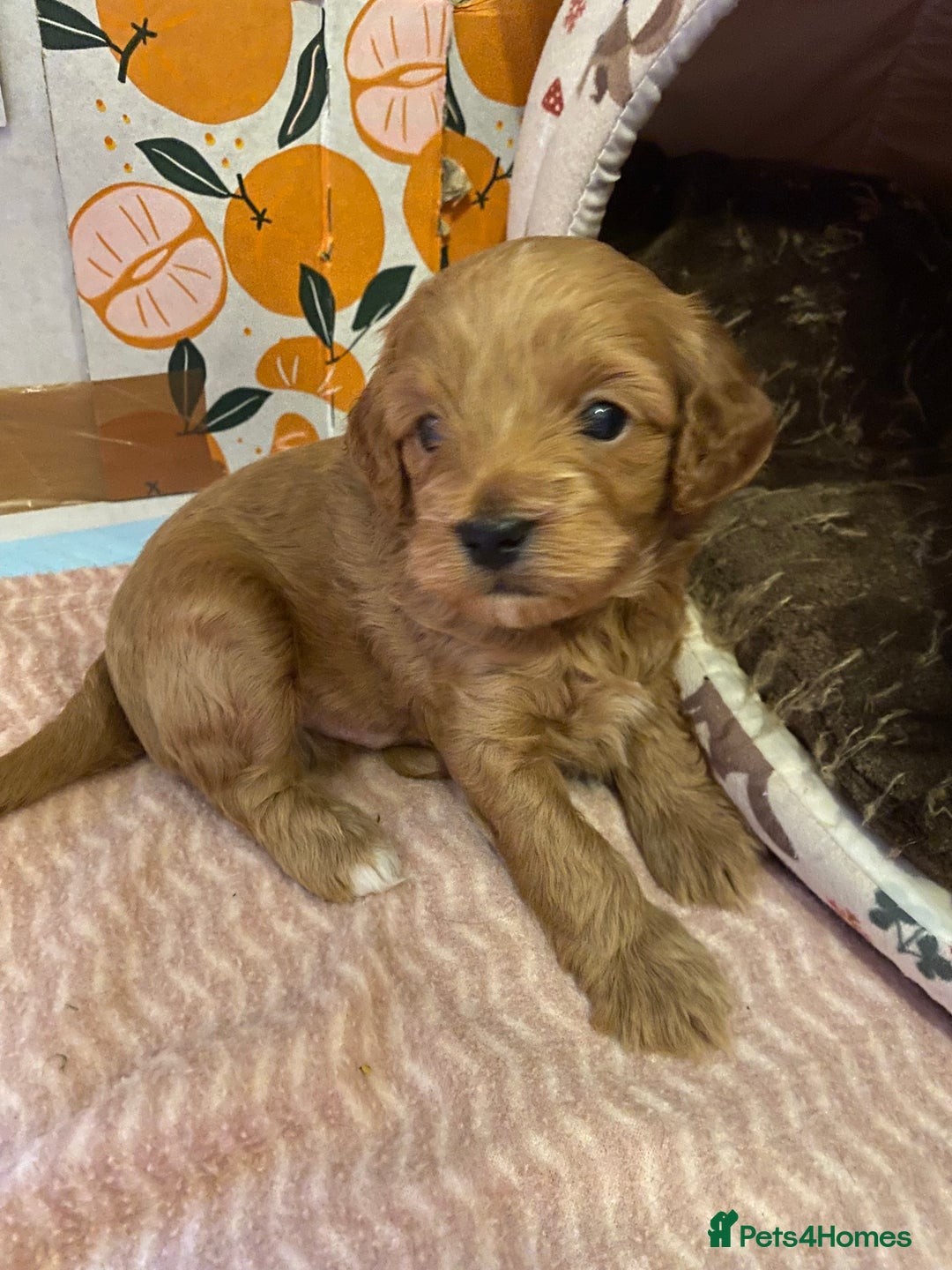 Cavapoo dogs for sale: F1B Toy Red Cavapoos for Sale - Advert 6