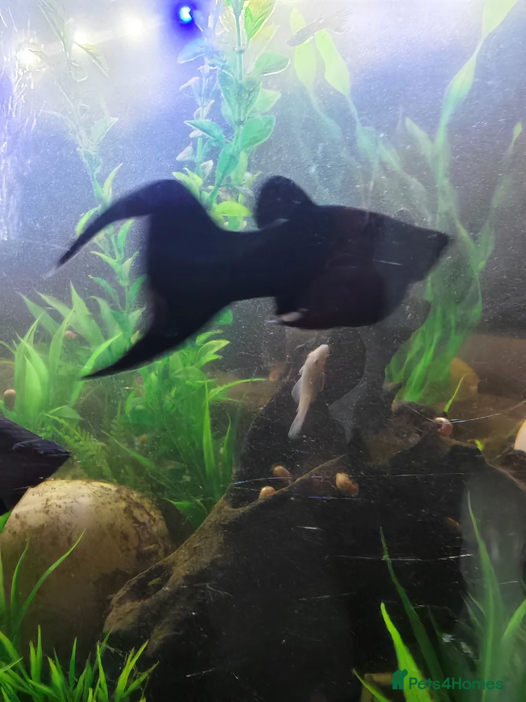 Mollies fish for sale: Black mollies - Advert 2