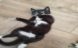 British Shorthair cats for sale: Beautiful kittens  - Image 13