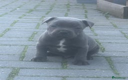 Staffordshire Bull Terrier dogs for sale: QUALITY CHUNKY PUPS - Image 4